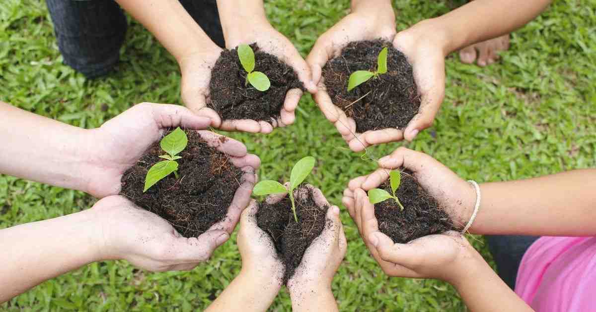 Tree Plantation